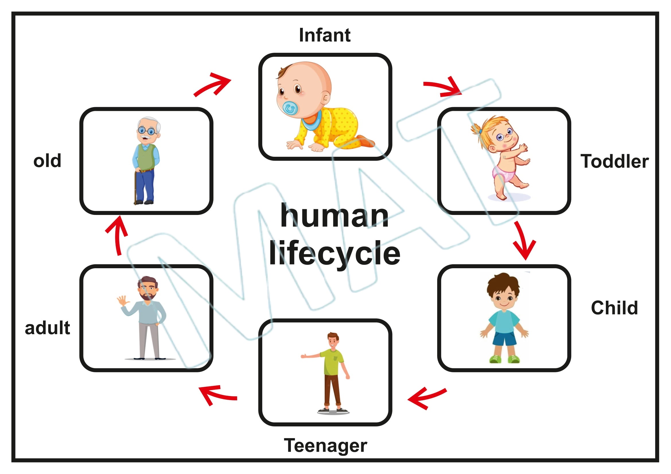 My Book of Life Cycle