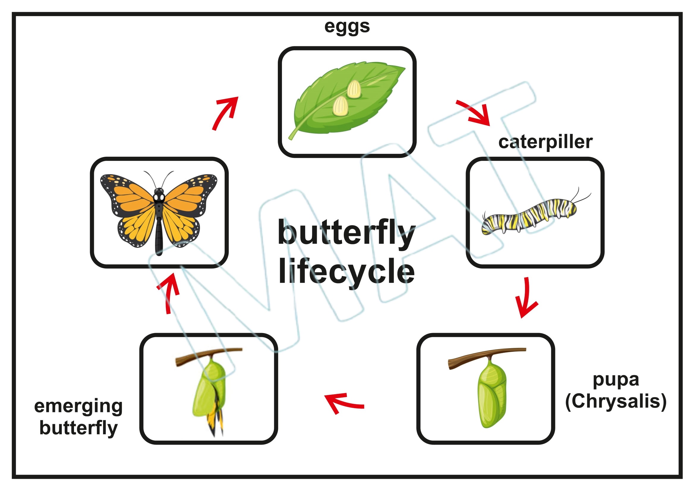 My Book of Life Cycle