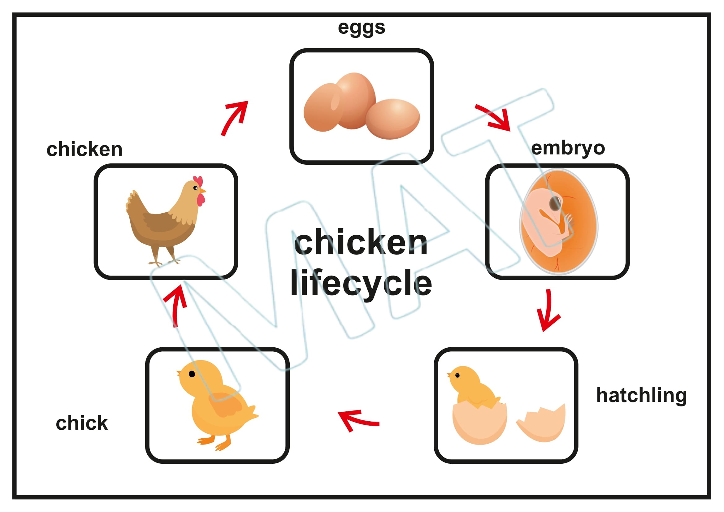My Book of Life Cycle