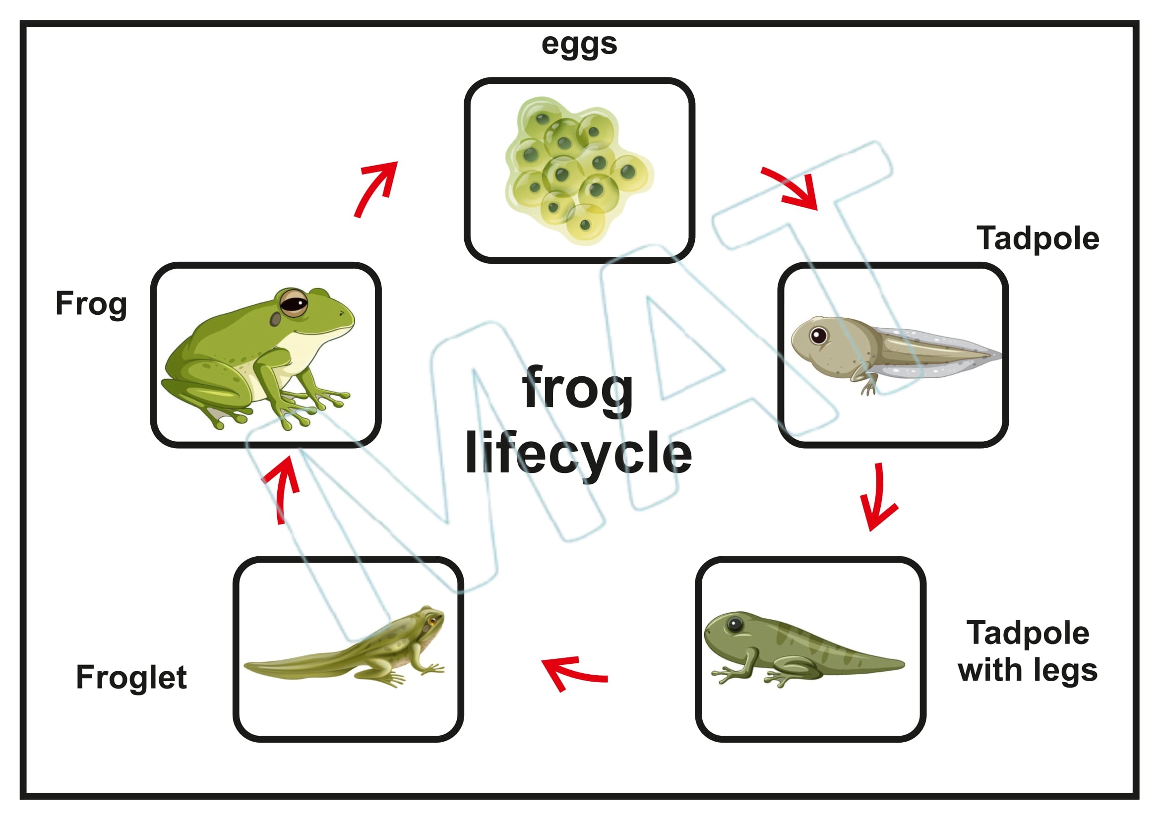 My Book of Life Cycle