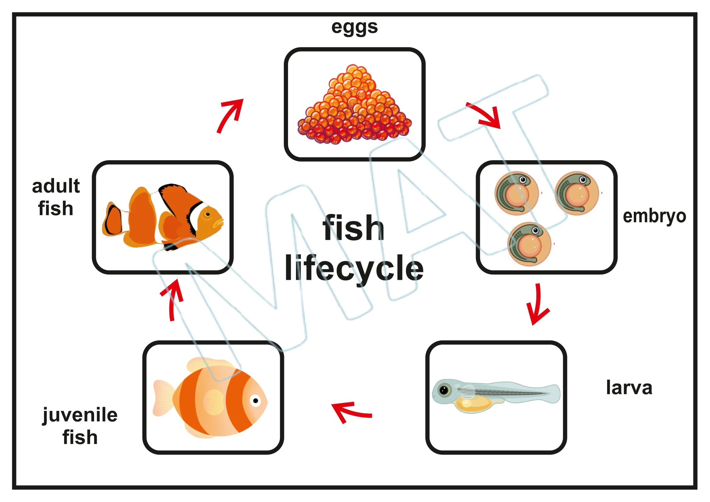 My Book of Life Cycle