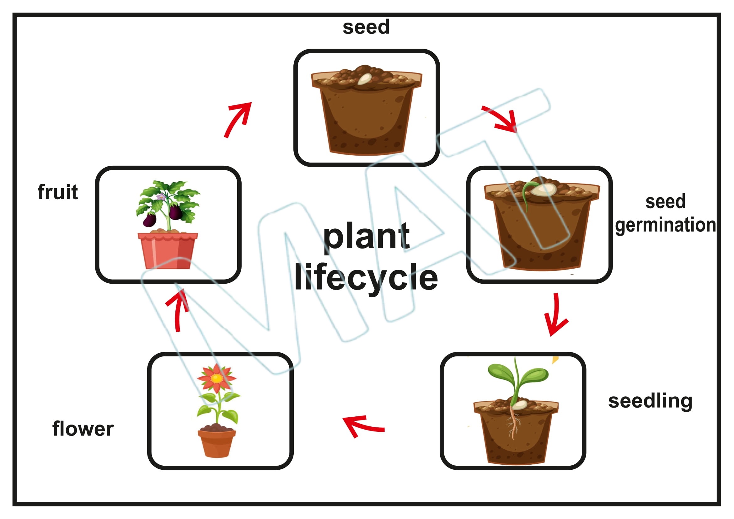 My Book of Life Cycle