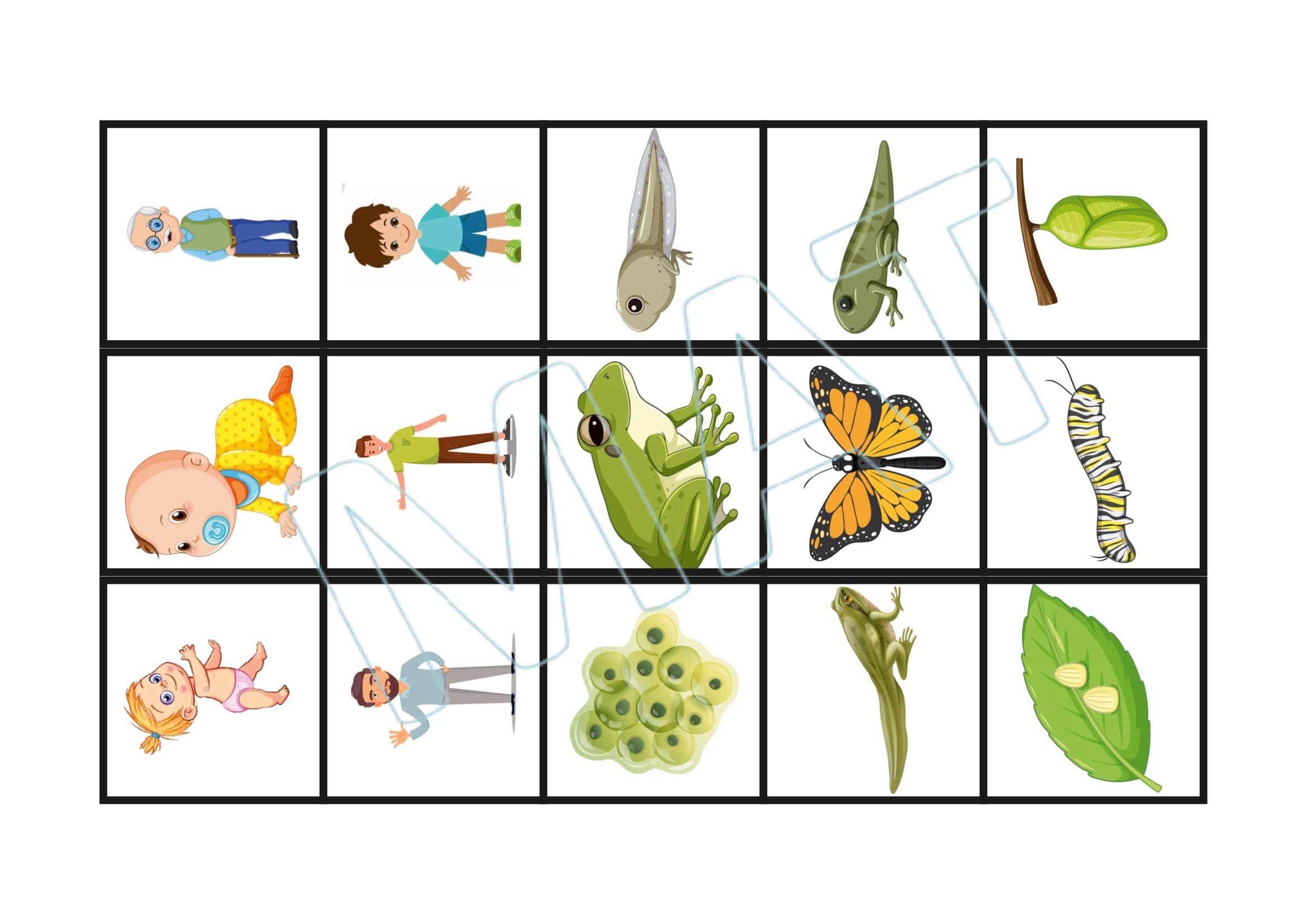 My Book of Life Cycle