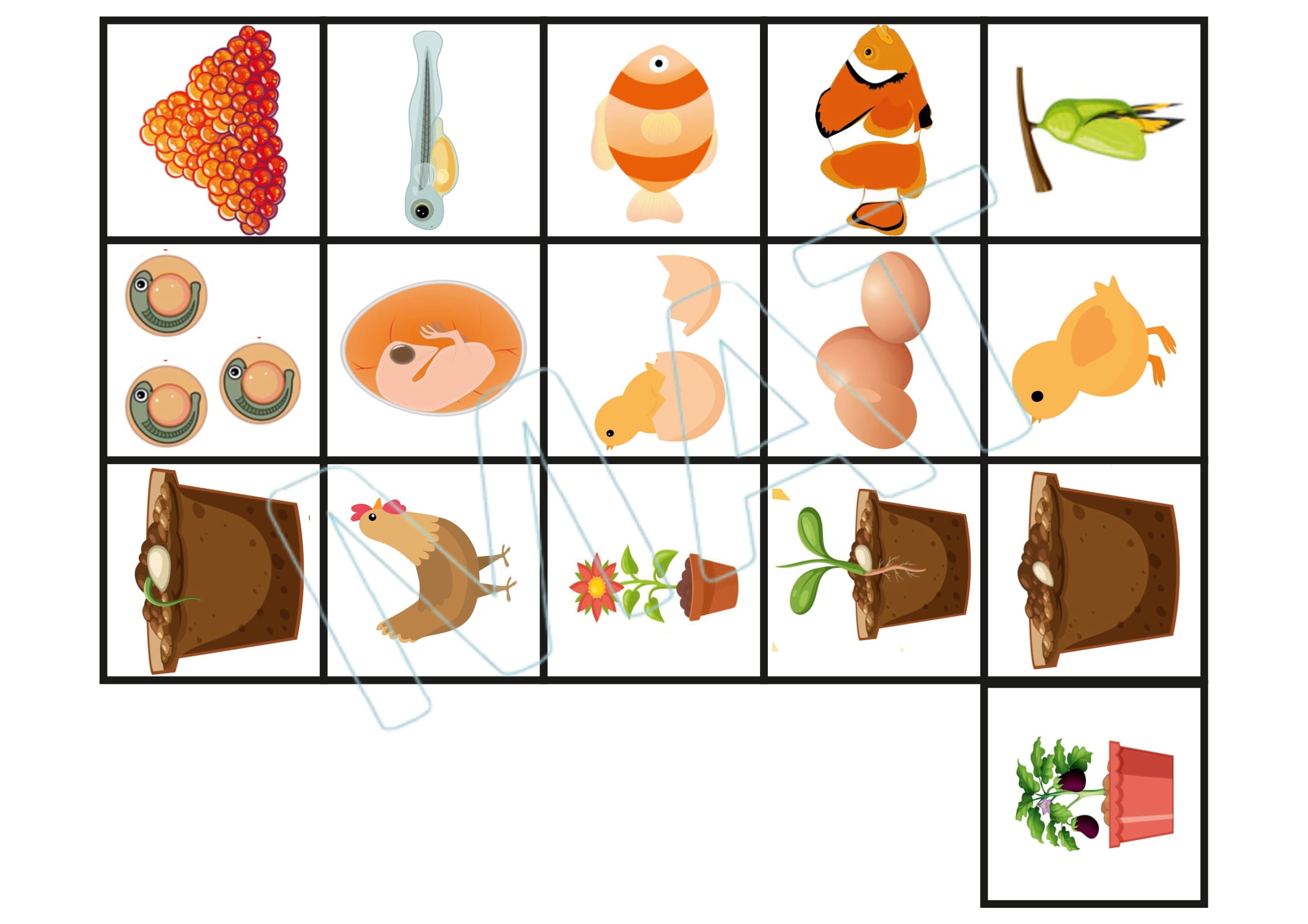 My Book of Life Cycle